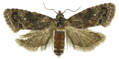 False Codling Moth - IT019 - ISCA Technologies
- 2