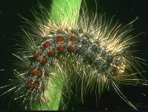 Gypsy Moth - IT041 - ISCA Technologies
- 3