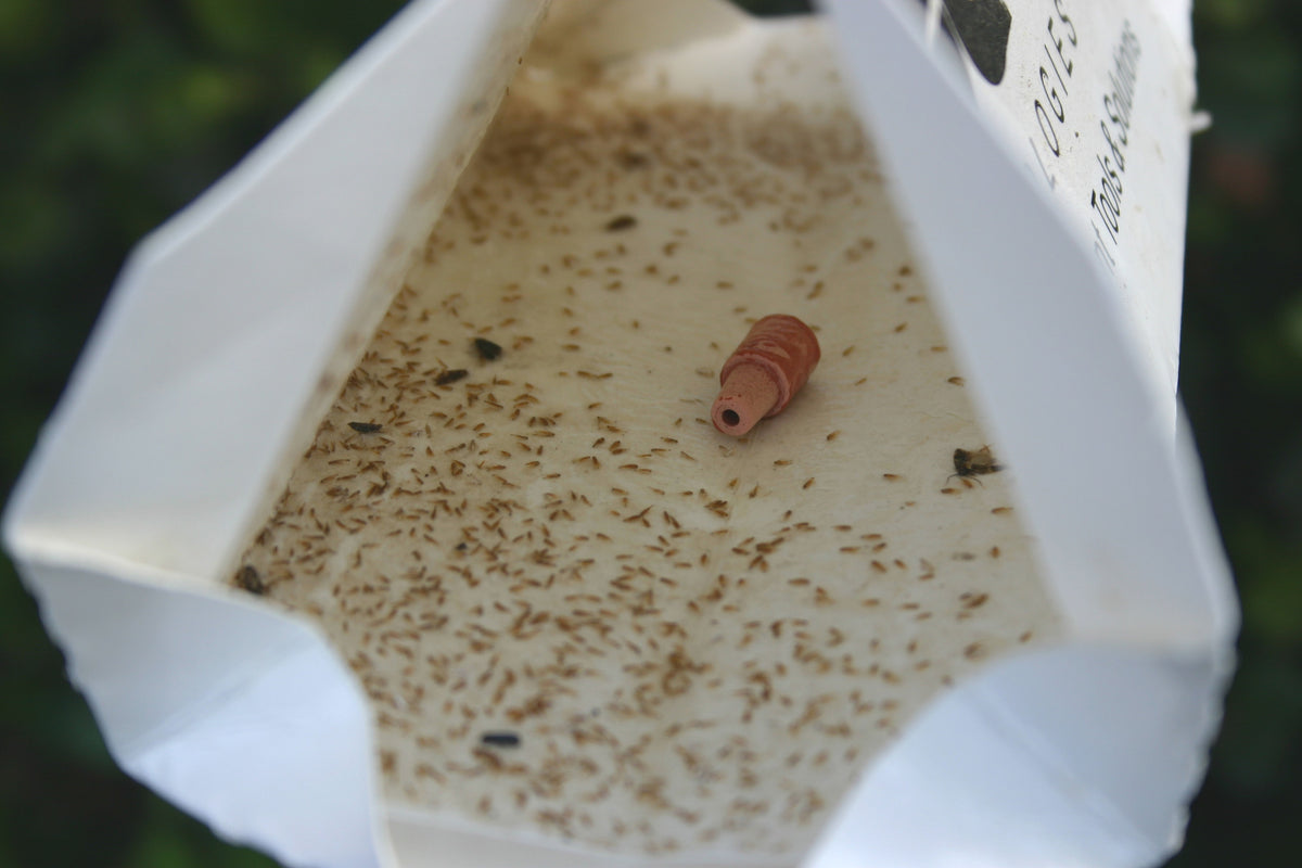 Citrus Leafminer Starter Kit - ISCA Technologies
 - 1