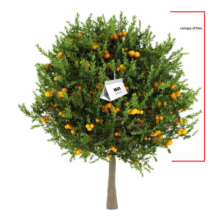 Citrus leafminer - IT203 - ISCA Technologies
 - 2