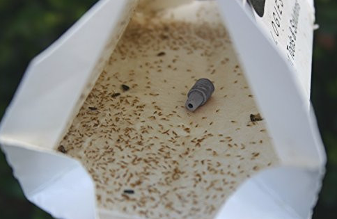 Citrus leafminer - IT203 - ISCA Technologies
 - 3